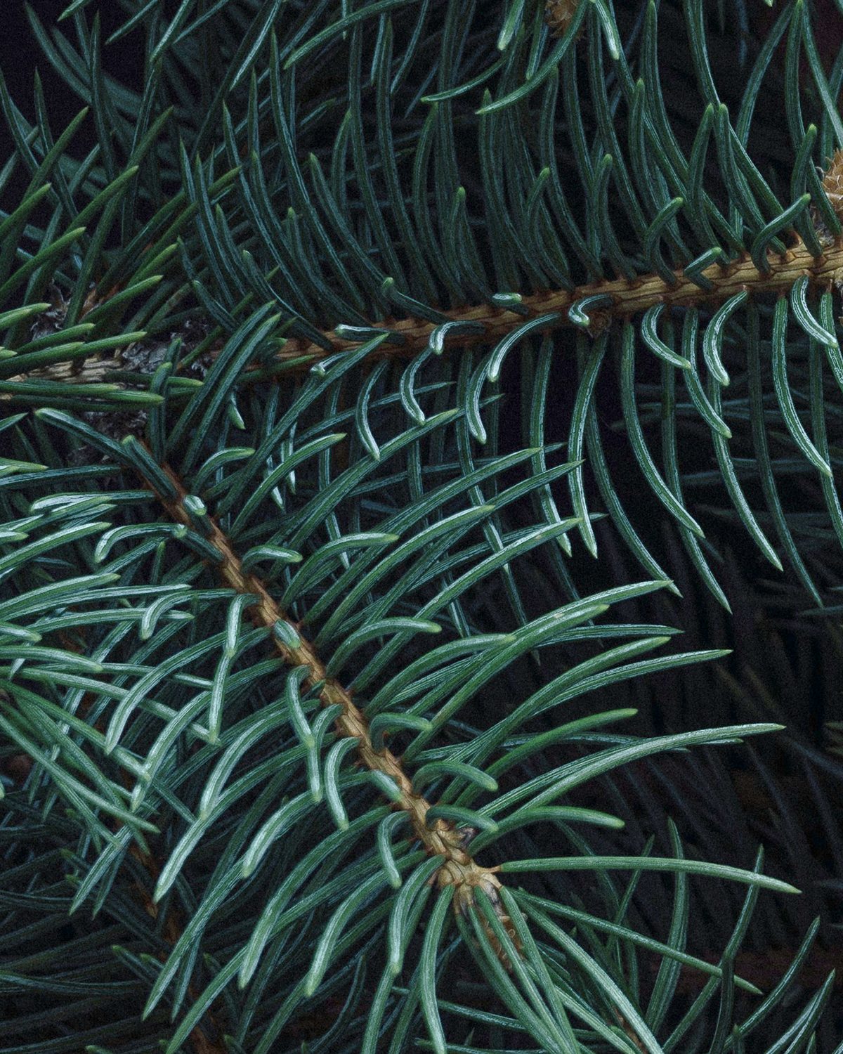 pine after pine scent card