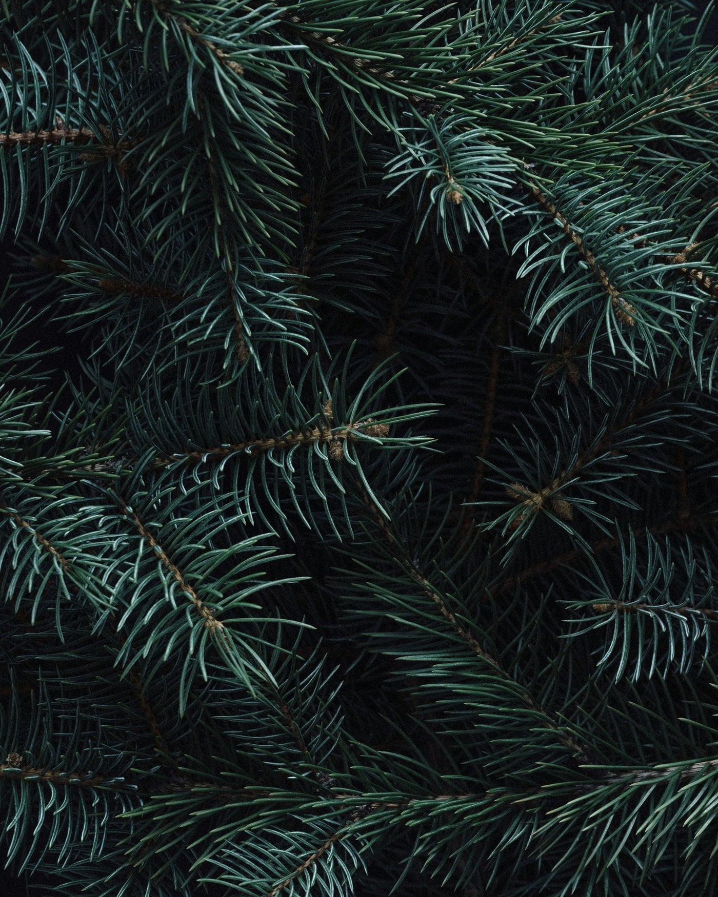 dark spruce needles, close up