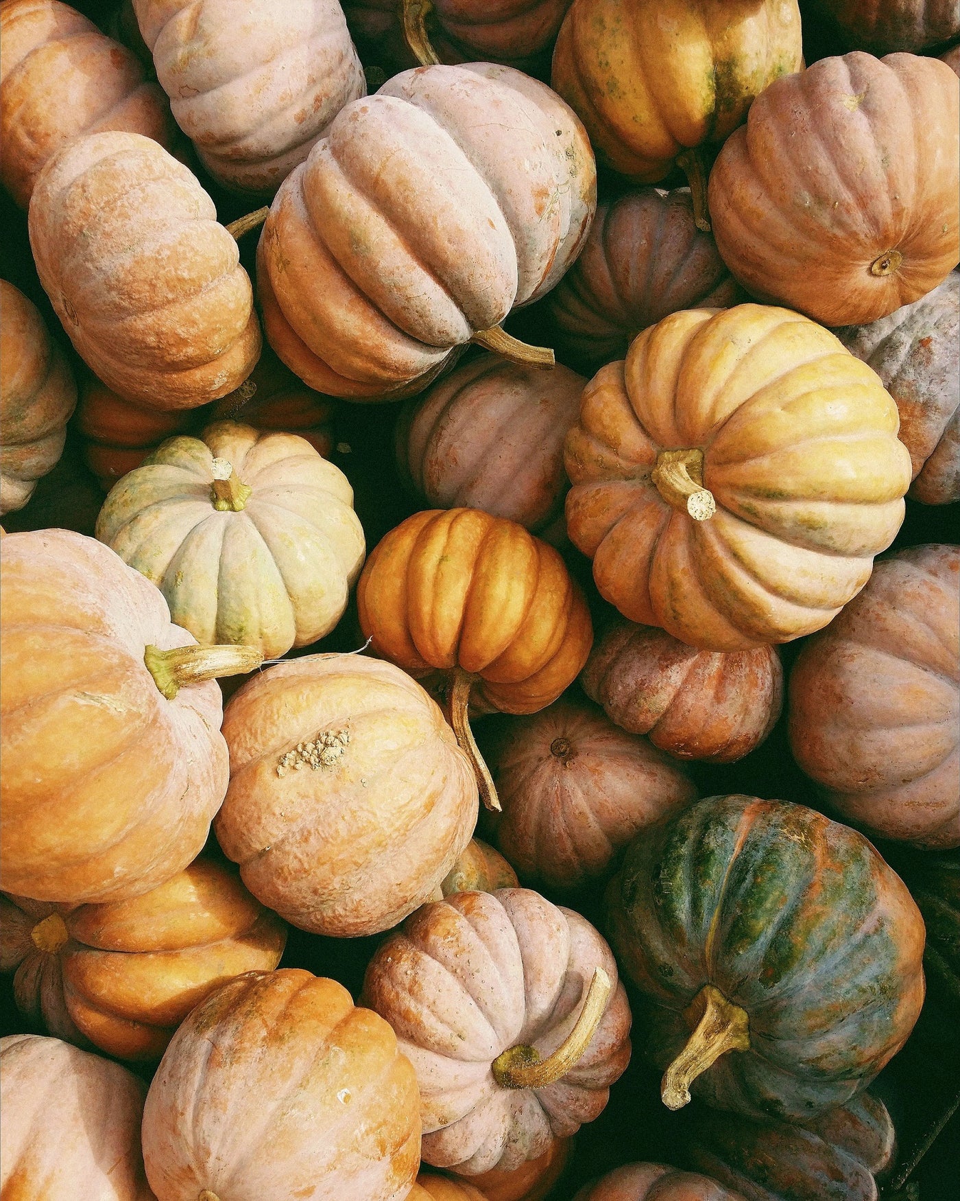 a pile of pumpkins and autumn squash, shot from above